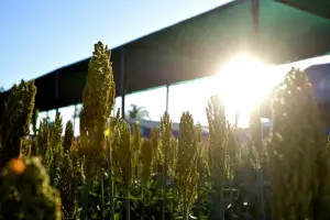 AgroBrasília 2024 apresentará novos produtos para o tratamento de sementes e tecnologias digitais da BASF